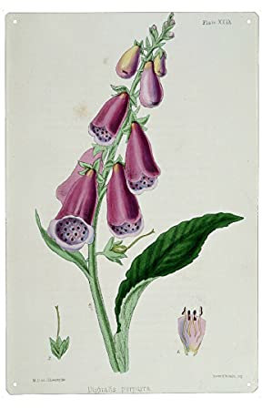 artboxONE Metall-Poster 40x60 cm Natur Roter Fingerhut von Künstler Culture Images