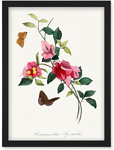 Wee Blue Coo Bougainvillea Pretty Pink Floral Vine Bloom with Butterflies Vintage Illustration Artwork Framed Wall Art Print A4