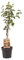 Plant in a Box - Malus domestica - Apfelbaum - Malus Elstar - Topf 21cm - Höhe 90-100cm