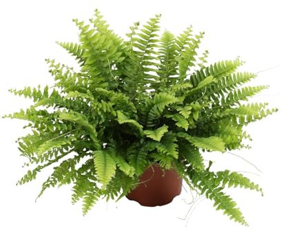 Nephrolepis Moment vert de Boston - 20cm - Ø12cm - Plante d'intérieur - Vert persistant