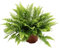 Nephrolepis Moment vert de Boston - 20cm - Ø12cm - Plante d'intérieur - Vert persistant