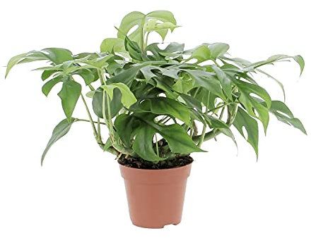 KENTIS - Monstera Minima - Piante Vere da Interni - Pianta Tropicale - Altezza 25-30 cm Vaso Ø 12 cm