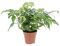 KENTIS - Monstera Minima - Piante Vere da Interni - Pianta Tropicale - Altezza 25-30 cm Vaso Ø 12 cm