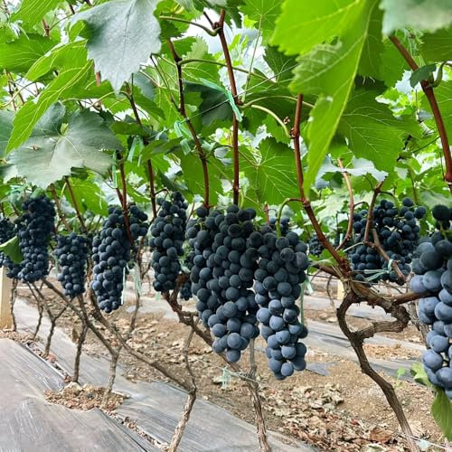 50 pcs trauben samen obst samen weinrebe samen trauben pflanzen weintrauben pflanzen gartendeko für draußen saatgut winterharte pflanzen garten pflanzen gartenpflanzen winterhart mehrjährig