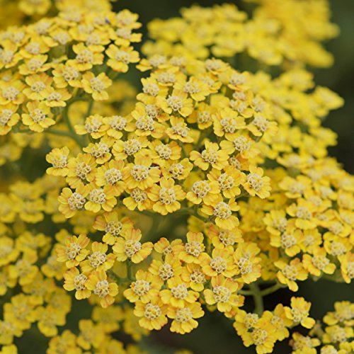 Blumixx Stauden Achillea Millefolium-Hybride 'Terracotta' – Schafgarbe, winterhart, mehrjährig, pflegeleicht, terrakotta-orange Blüten, Bienenweide, ideal für Beet & Naturgarten
