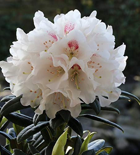 Wildart Rhododendron Blewbury 25-30cm - Rhododendron roxieanum