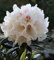 Wildart Rhododendron Blewbury 25-30cm - Rhododendron roxieanum