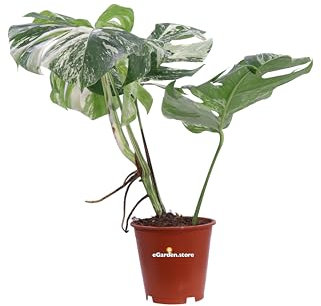 Pianta di Monstera Deliciosa Albo Variegata pianta da interno pianta rara di Monstera pianta tropicale pianta ornamentale variegata pianta vera venduta da eGarden.store
