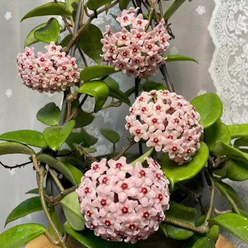 semi di pianta hoya - piante resistenti in vaso, piante da balcone fiore di cera fiore di porcellana hoya fiori, piante in vaso piante esotiche resistenti, semi resistenti semi 250pcs