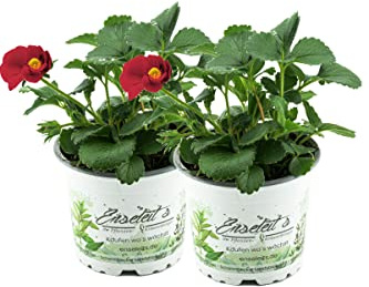 2er Set Erdbeere Toscana F1 (Fragaria x ananassa), Rote Blüte, Hängeerdbeere Pflanze