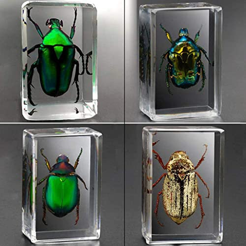 Briefbeschwerer Mit Echtem Insekte, Insektenharz Proben Transparente Probe Kreative Kleine Ornamente Bildung Naturwissenschaftliche Unterrichtshilfen B