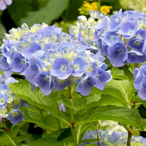 Bulbi di Hydrangea bulbi,piante erbacee perenni, bulbi di fiori giganti belli e resistenti, attraenti,bulbi Di Ortensia Blu(senza semi, non artificiali e resistenti)-4bulbi