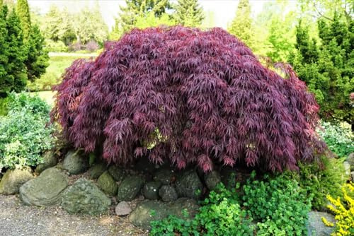 Acero rosso giapponese ad innesto basso Acero palmatum dissectum Garnet pianta in vaso ø22 cm Vivaio di Castelletto