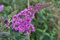 Buddleja davidii 'Pink Delight' 60-100 cm - Schmetterlingsflieder, rosa Blüten, Blütezeit Juli-September, Schmetterlingsmagnet, pflegeleicht und winterhart