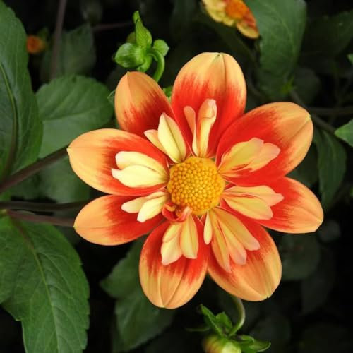 2 pz acquistare tuberi di dalia - bulbi di dalia - piante rampicanti piante idroponiche resistenti Dalia Lampadina della dalia regali di piante da esterno per gli amanti delle piante