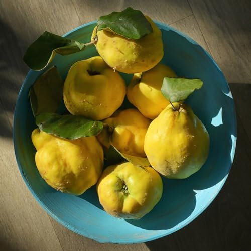 20 pcs Quittenbaum Kaufen Samen, garten geschenke, pflanze echt Obstbaum, Cydonia oblonga, garten geschenke für frauen, samen balkon bio samen, garten hochbeet pflanzen samen, samen