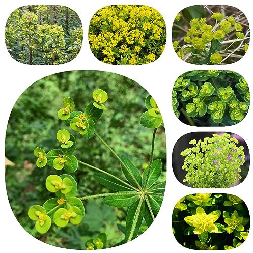 100 Pcs Wolfsmilch Kaktus Samen, Sukkulenten Samen, Pflanzen Für Sonnige Plätze (Euphorbia Pekinensis) Topfpflanzen Draußen Winterhart Mini Sukkulenten Echt, Exotische Zimmerpflanzen