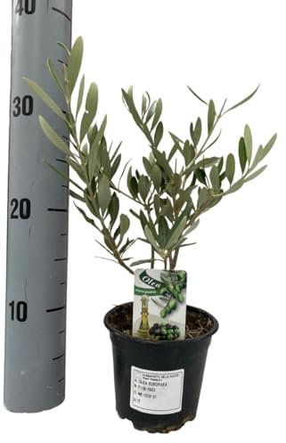 Mini Olivo Natural - Planta Viva - Árbol Enano de Hoja Perenne - Decoración de Interior y Exterior - Fácil de Cuidar - Origen Mediterráneo