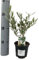 Mini Olivo Natural - Planta Viva - Árbol Enano de Hoja Perenne - Decoración de Interior y Exterior - Fácil de Cuidar - Origen Mediterráneo