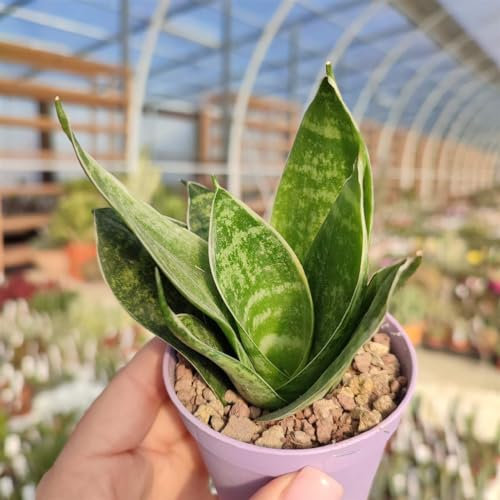 1 PIANTA DI SANSEVIERIA TRIFASCIATA HAHNII IN VASO 9CM DA INTERNO APPARTAMENTO LINGUA DI SUOCERA