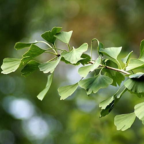 Ginkgo biloba Baum Fächerblattbaum ca. 60-80 cm, Pflanze mit 2 Liter Topf