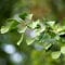 Ginkgo biloba Baum Fächerblattbaum ca. 60-80 cm, Pflanze mit 2 Liter Topf