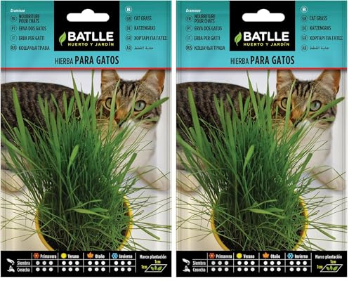 Graines aromatiques de Batlle - Herbe à chat (15g), vert (Lot de 2)