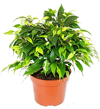 Exotenherz - Ficus « Kinky » - Feuilles vertes - 1 plante - Facile d'entretien - Purificateur d'air - Pot de 12 cm …