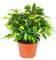 Exotenherz - Ficus « Kinky » - Feuilles vertes - 1 plante - Facile d'entretien - Purificateur d'air - Pot de 12 cm …