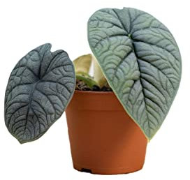PLNTS - Alocasia Melo - Zimmerpflanzen, Pflanzen Echt, Nachhaltige Verpackung - 15cm Topf - Höhe 25cm - Direkt von der Gärtnerei