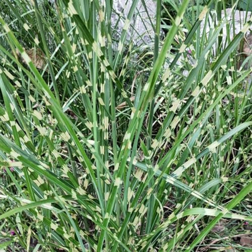 200 Pcs Zebragras Winterhart Mehrjährig Samen - Ziergräser - Pflanzen Deko, Winterharte Pflanzen Für Den Garten Ziergras Zebragras Pflanze Samen, Pflanzen Züchten, Echte Pflanzen Für