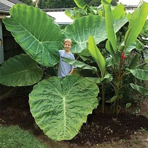 100 Unids Colocasia Gigantea Semillas Planta de Follaje Ornamental Home Garden Yard Decor Semillas para Plantar Jardín Semillas de Colocasia Gigantea
