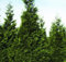 Thuja plicata Western Semi Arborvitae