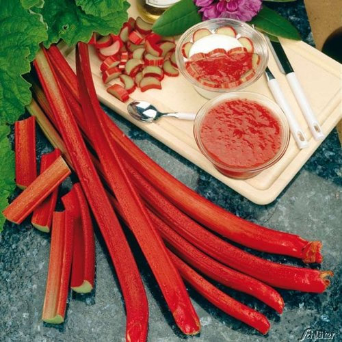 Rhabarber 'Holsteiner Blut' - 3 Stück - Rheum 'Holsteiner Blut' - Qualitätspflanze von Garten Schlüter