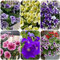 hängepetunien samen, petunien samen hängend pflanzen für draußen, topfpflanzen frühlingsblumen saatgut, blumensamen mehrjährig winterhart, petuniensamen, kübelpflanze hängepflanzen 150pcs
