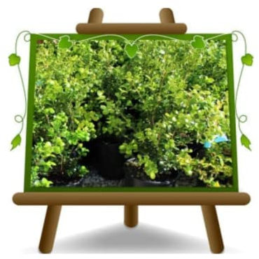 Buxus Sempervirens Rotundifolia Pflanze Ab Hecke Niedrig - Auf Vase Ab 18 - Höhe 40 CM