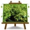 Buxus Sempervirens Rotundifolia Pflanze Ab Hecke Niedrig - Auf Vase Ab 18 - Höhe 40 CM