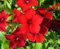 100pcs nouvelles graines de fleurs fraîches de Phlox