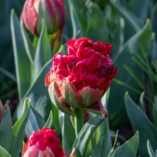 Tulpe Ice Cream Strawberry | 10 Stück | Blumenzwiebel | Topfpflanze | Geeignet für Kübel | Grün | Rot | 100% Blütegarantie | QFB Gardening | Gefüllt | Spät Blühend | Tulpenzwiebeln