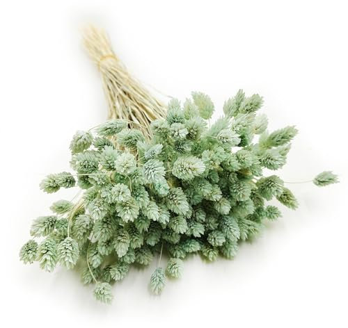 Enchanted Dekogras Getrocknetes Gras Ziergras Kanariengras Phalaris Trockenblumen Natürlich Boho Ca. 100 Stück 80 g Mintgrün
