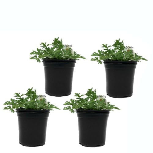 Geranios Citronela - Pack de 4 - Colección Plantas Aromáticas - Pelargonium Citrodorum - Plantas en Maceta