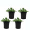 Geranios Citronela - Pack de 4 - Colección Plantas Aromáticas - Pelargonium Citrodorum - Plantas en Maceta