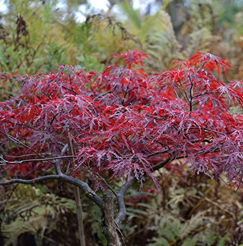 Hochstamm Japanischer Schlitzahorn Red Dragon 100-125cm - Acer palmatum - lebende Gartenpflanze aus den Baumschulen