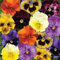 Stiefmütterchen Frizzle Sizzle® Farb-Mix, gewellt, Topf-Ø 13 cm, 6 Pflanzen