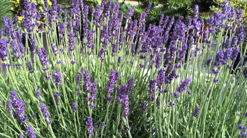 GARTHWAITE NURSERIES® : - Drought Tolerant English Lavender Shrubs Garden Plants with Highly Scented Purple Flowers, Attracts Bees and Butterflies, 6 x 9 cm pots