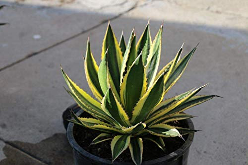 Agave Lophanta 'Quadricolor', Agave Univittata, Quadricolor Century Plant:Seeds Only