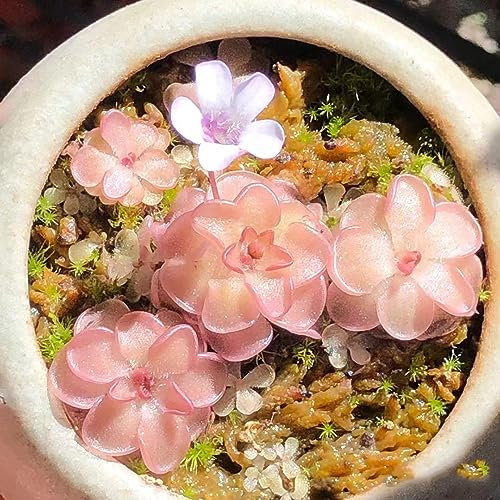 100 pcs Pinguicula Pflanze Samen, Schnittblumen Samen, Zimmerpflanzen Samen (Pinguicula vulgaris) Fleischfressende Pflanzen Sukkulenten Samen Bonsai Samen Geschenk Garten, Pflanzen
