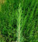 50 Plantas natural de 30-40 cm, cipres cupressus sempervirens para setos, pantalla visual, cortavientos. Segura Garden. Planta setos para crear cercas vivas elegantes.