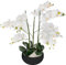 Atmosphera - Orchidée Artificielle - Pot céramique Noir H65 cm