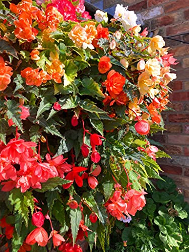 Nine Red Trailing Begonia Corms (Begonia grandiflora) Free UK Postage
